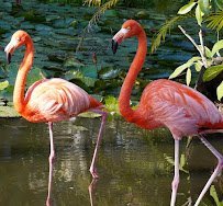 Wonder Gardens photo 4