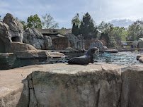 Sea Lion Sound