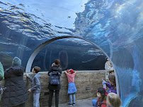 Sea Lion Sound photo 3