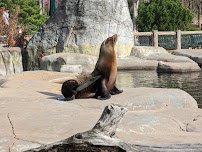 Sea Lion Sound photo 4