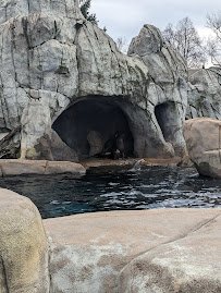 Sea Lion Sound photo 5