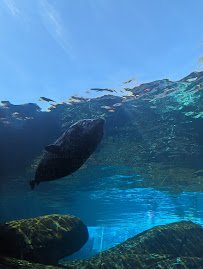 Sea Lion Sound photo 6
