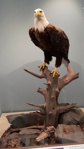 The Schiele Museum of Natural History & Planetarium photo 2