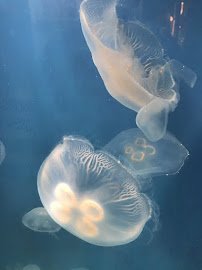 Heal the Bay Aquarium photo 3