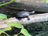 M&T Bank Rainforest Falls - Buffalo Zoo