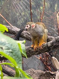 M&T Bank Rainforest Falls - Buffalo Zoo photo 3