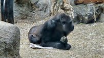 M&T Bank Rainforest Falls - Buffalo Zoo photo 6