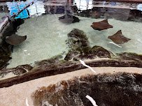 Stingray Bay photo 3