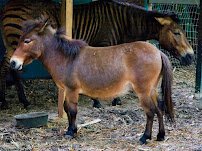 HorsePower for Kids & Animal Sanctuary photo 3