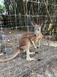 HorsePower for Kids & Animal Sanctuary photo 4