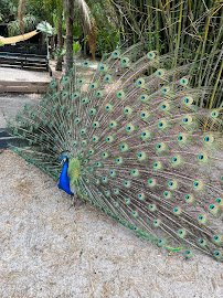 HorsePower for Kids & Animal Sanctuary photo 5