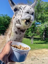 Texas Zoofari Park photo 3