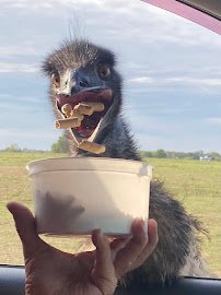 Texas Zoofari Park photo 5