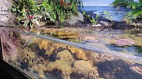 Suzanne and Walter Scott Aquarium photo 2