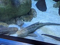 Suzanne and Walter Scott Aquarium photo 3