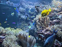 Suzanne and Walter Scott Aquarium photo 4