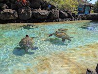 Sea Life Park Hawaii photo 3