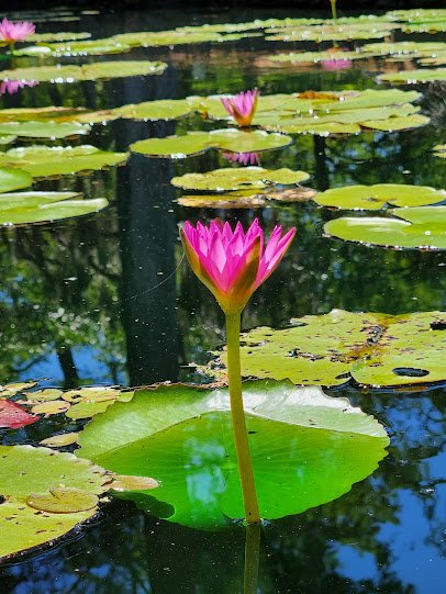Shangri La Botanical Gardens and Nature Center photo 4