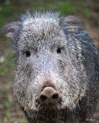 Connecticut's Beardsley Zoo photo 6