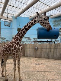 Brookfield Zoo Chicago