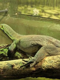 Brookfield Zoo Chicago photo 4