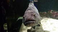 Children's Aquarium Dallas at Fair Park photo 2