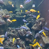Children's Aquarium Dallas at Fair Park photo 4