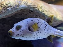 Children's Aquarium Dallas at Fair Park photo 5