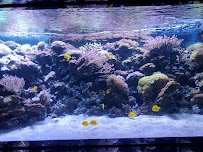 Children's Aquarium Dallas at Fair Park photo 6