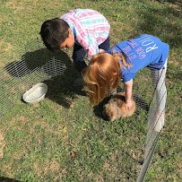 The Little Country Farm Mobile Petting Zoo photo 5