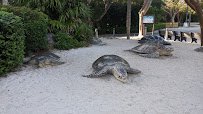 Gumbo Limbo Nature Center photo 3