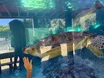 Gumbo Limbo Nature Center photo 6