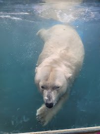 The Buffalo Zoo photo 5