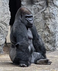 The Buffalo Zoo photo 6