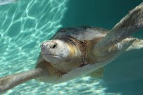 Living Coast Discovery Center