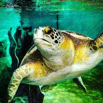 Living Coast Discovery Center photo 5