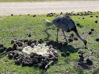 Global Wildlife Center photo 6