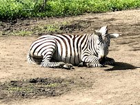 Pine Grove Zoo photo 4