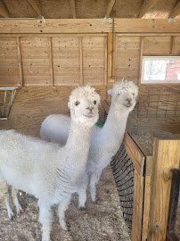 Pine Grove Zoo photo 6