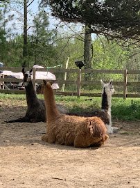 Ohana Fun Farm photo 4