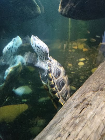 Swamparium photo 4