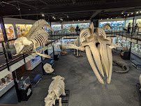 Museum of Osteology photo 3