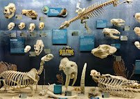 Museum of Osteology photo 5