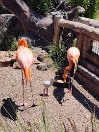 Palo Alto Junior Museum and Zoo photo 4