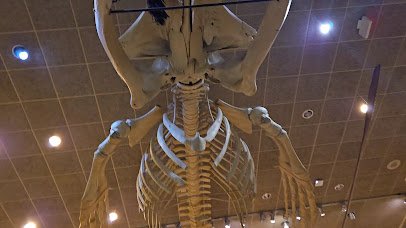 Milwaukee Public Museum photo 2