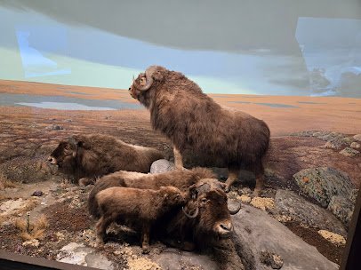 Milwaukee Public Museum photo 5