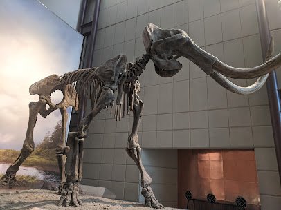 Milwaukee Public Museum photo 6