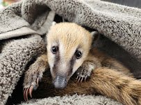 G&G Animals photo 3