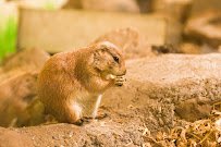 G&G Animals photo 4