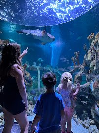 SEA LIFE Arizona Aquarium photo 3